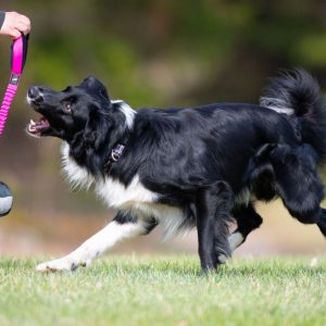 Pink-black BungeeSweetie and BC