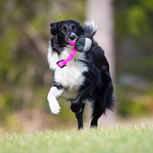 Pink-black BungeeSweetie and BC playing