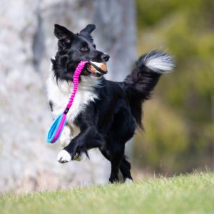 Pink-turquoise BungeeSweetie and BC playing