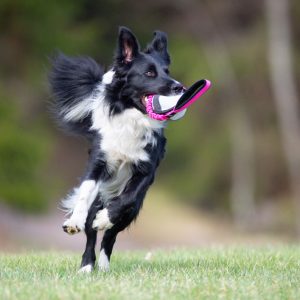 Pink-black BungeeSweetie XL and Border Collie