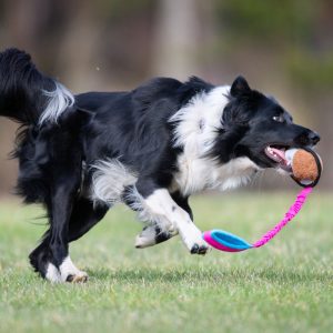 Pink-turquoise BungeeSweetie XL and BC playing