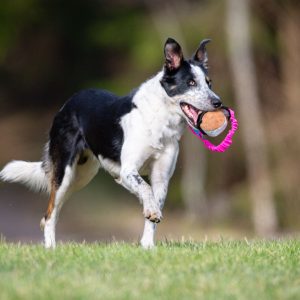 Pink-turquoise BungeeSweetie XL and Border Collie