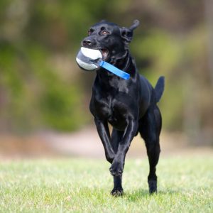 Sweetie XL blue with Labrador