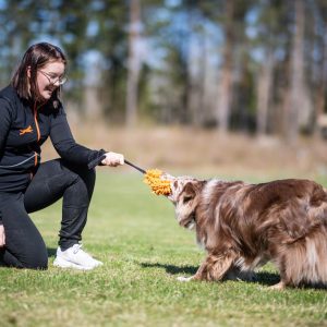 Dog training vest ProTrainer in black-orange