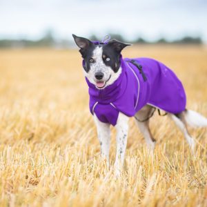Border Collie and SportWarmer Lilac