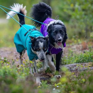 SportWarmer jacket for dogs rain and chill