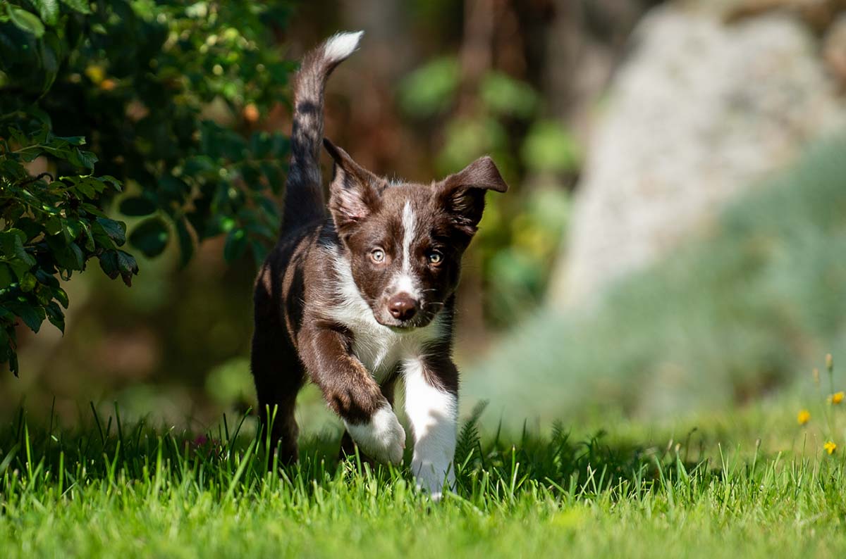 teaching recall to a puppy