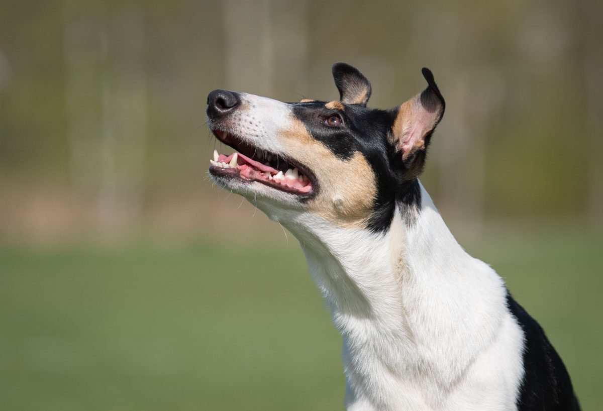 Criteria and reinforcement rate in dog training