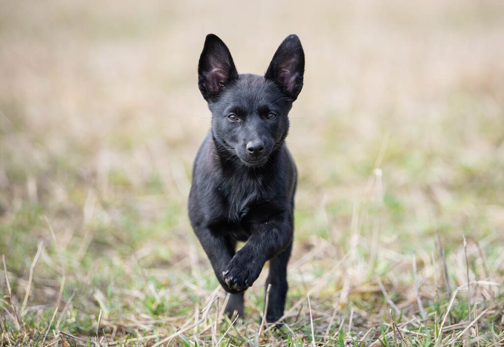 When a new puppy joins the pack