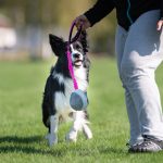 The teenage dog phase: surviving adolescence with your dog