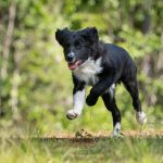 Dog stress and recovery: understanding the signs and helping your dog recover