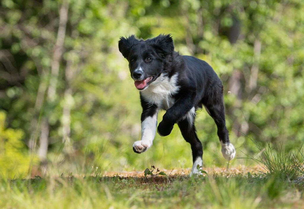 Dog stress and recovery: understanding the signs and helping your dog recover